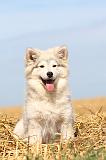CHIEN FINNOIS DE LAPONIE 201